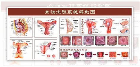 女人形|女性生殖器官结构科普/女性的自我认识